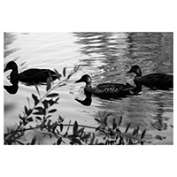Black and white photo of ducks swimming in lake. Photo taken by Austin Metzger